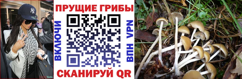 Галлюциногенные грибы Cubensis  Сосенский 